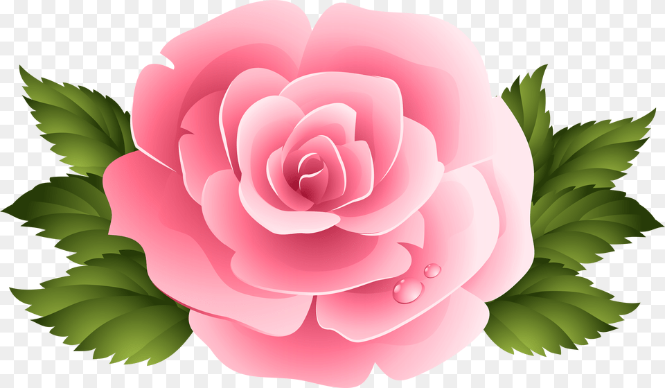 Pink Rose Clipart, Flower, Plant, Petal Png