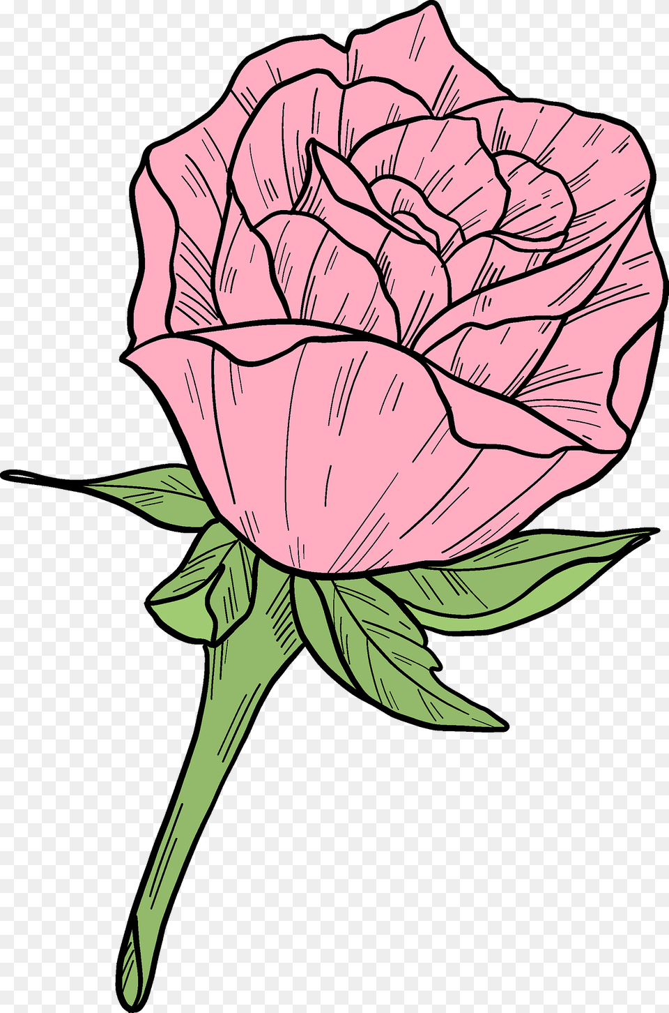 Pink Rose Clipart, Carnation, Flower, Plant, Art Png Image