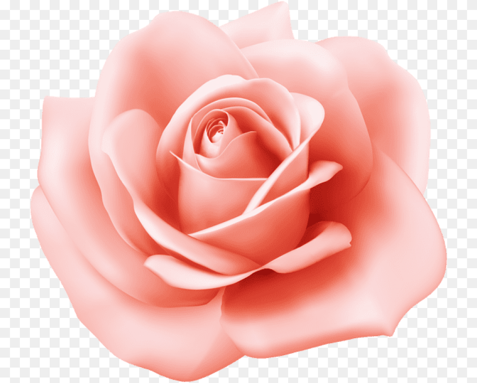 Pink Rose Clipart 21 Pink Rose Clipart, Flower, Petal, Plant Free Png Download