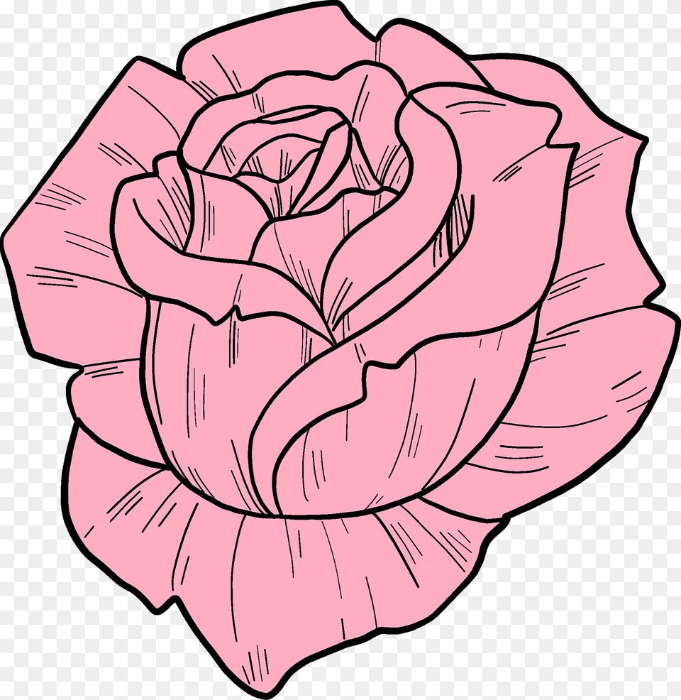 Pink Rose Clipart, Plant, Flower, Carnation, Baby Png