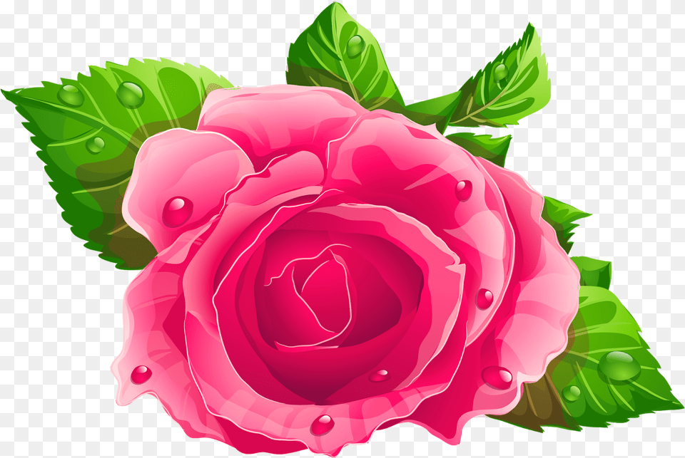 Pink Rose Clipart, Flower, Plant, Petal Png Image