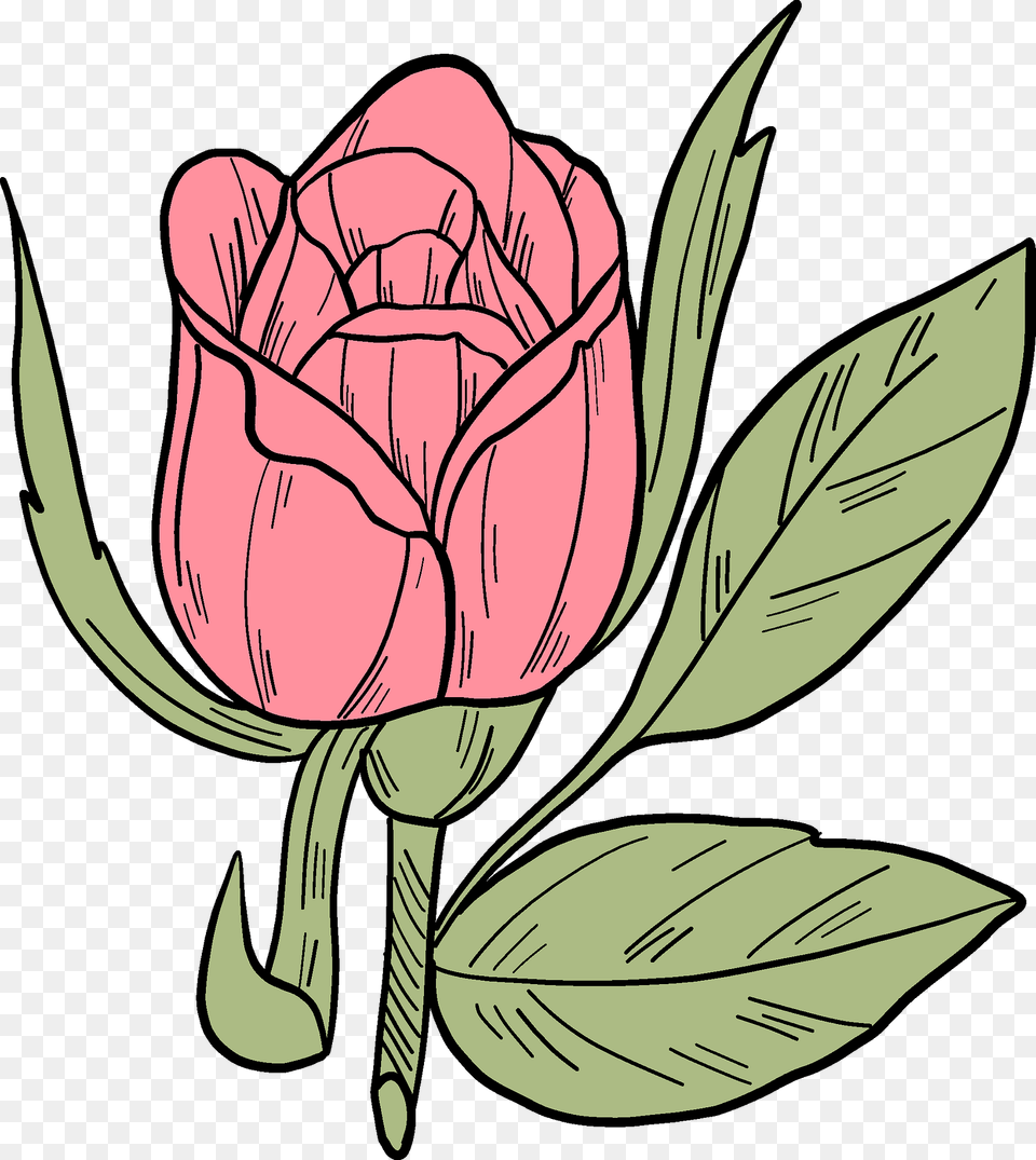 Pink Rose Clipart, Flower, Plant, Art, Animal Png
