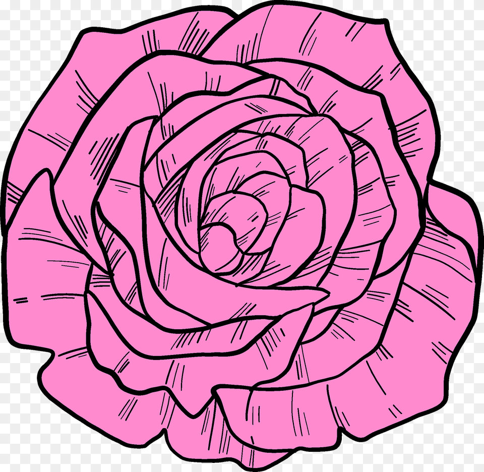 Pink Rose Clipart, Flower, Plant, Carnation, Art Png