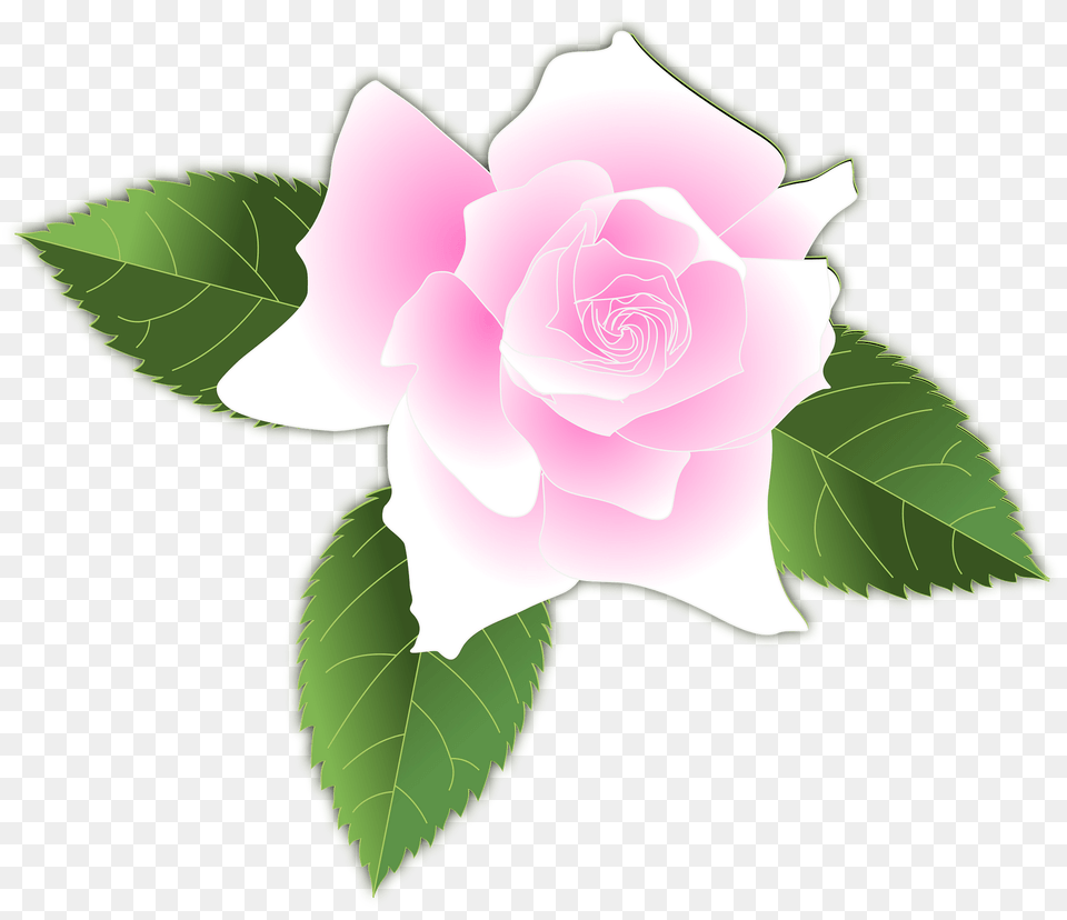 Pink Rose Clipart, Flower, Leaf, Plant, Petal Png Image