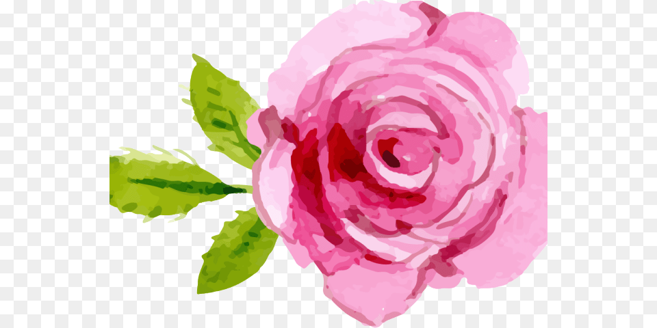 Pink Rose Clipart Background Pink Rose Clipart, Flower, Plant, Petal Png Image