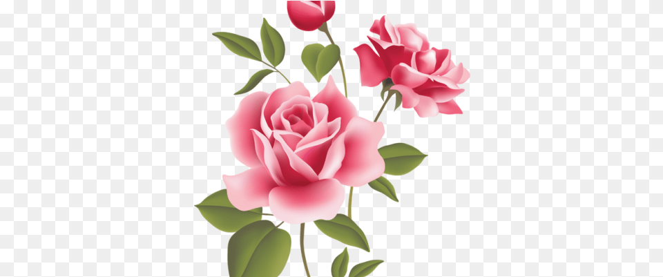 Pink Rose Clipart Bunga Mawar Pink Floral Pattern Stickers Rose, Flower, Plant, Petal Png