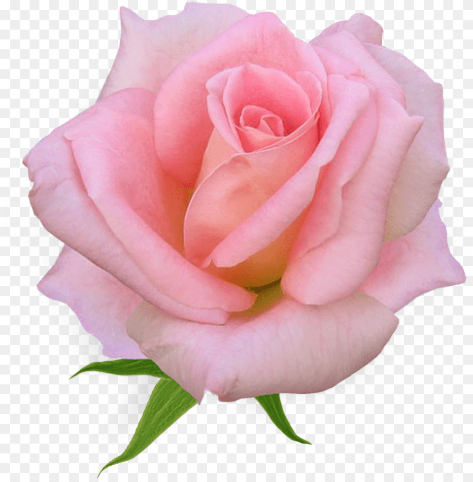 Pink Rose Clipart Flower Flower Pink Rose, Plant, Petal Png Image