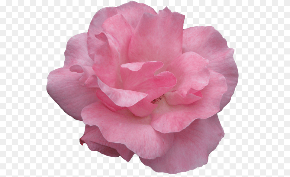Pink Rose Clipart Garden Garden Roses, Flower, Geranium, Petal, Plant Free Png