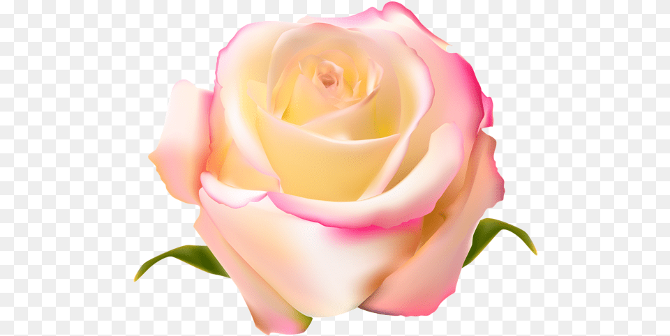 Pink Rose Clipart Gulab Pink And Yellow Rose Full Rose, Flower, Plant, Petal Png Image