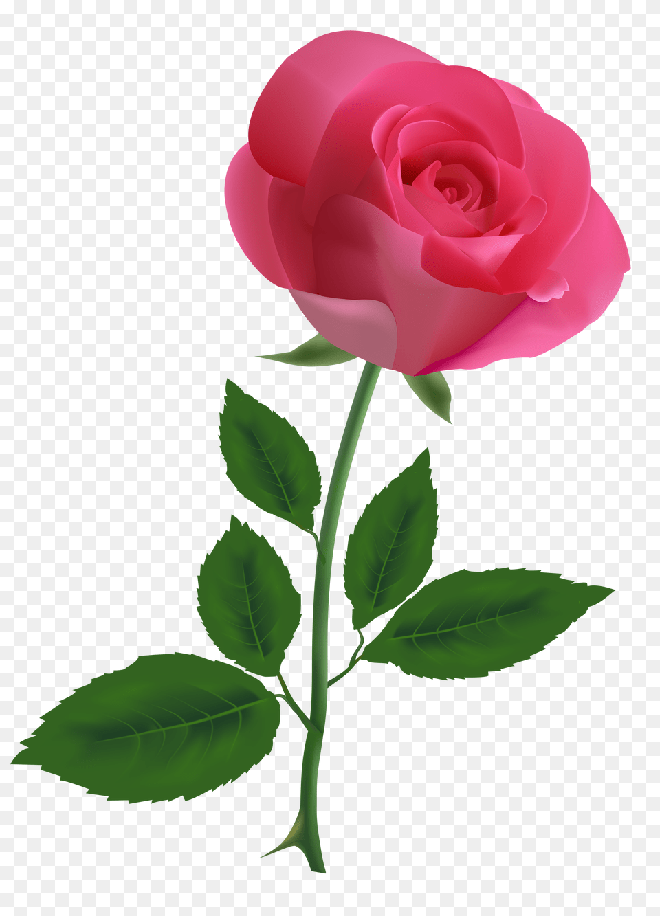 Pink Rose Clipart Image, Flower, Plant Png