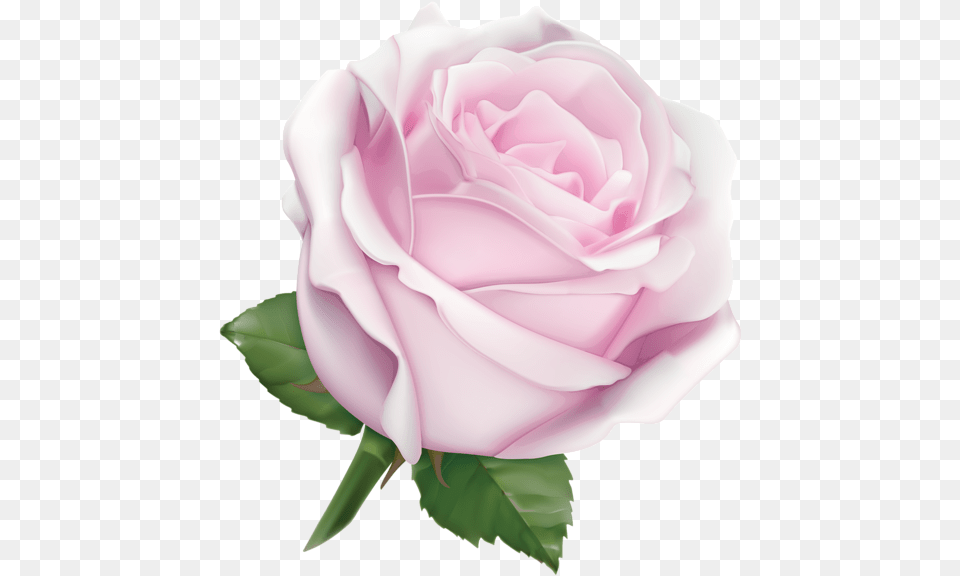 Pink Rose Clipart Large Rose Gold Ribbon 556x600 Soft Pink Pink Rose, Flower, Plant Png