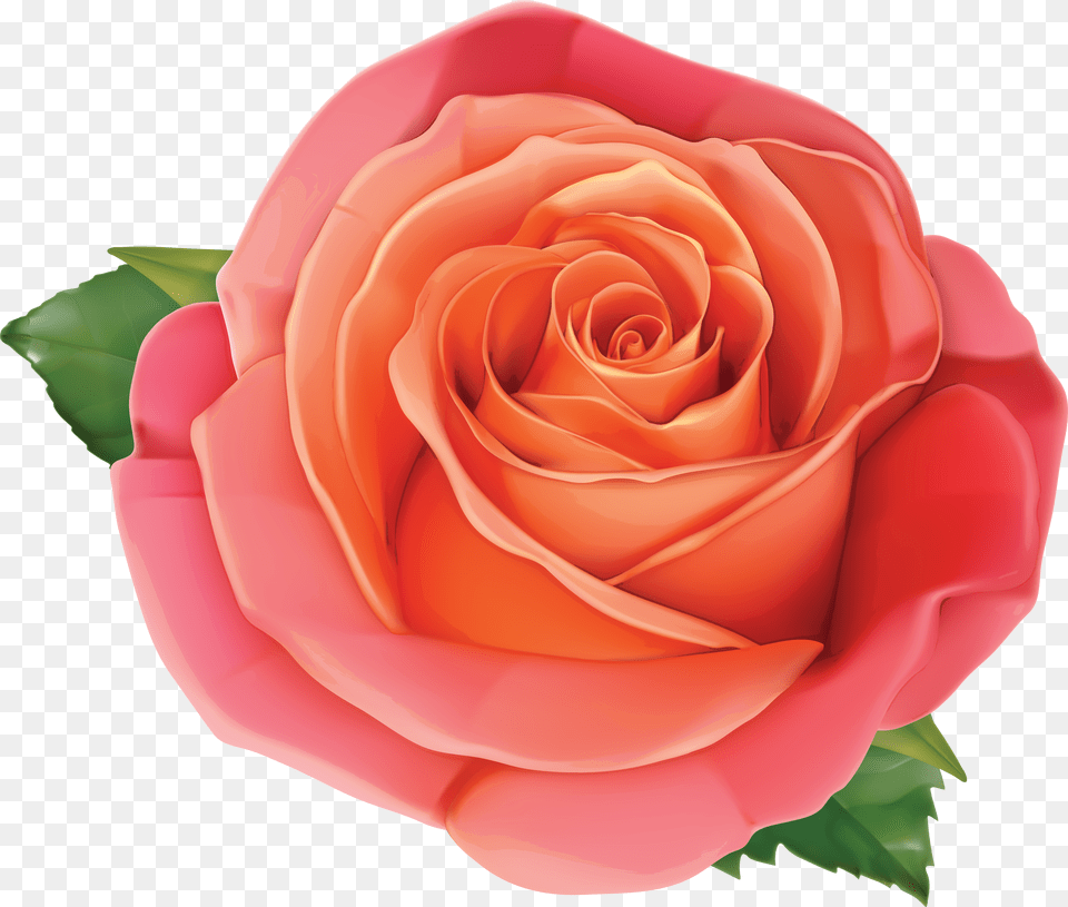 Pink Rose Clipart Orange Rose Gallery Size Image High Pink And Orange Roses Transparent, Gray Png