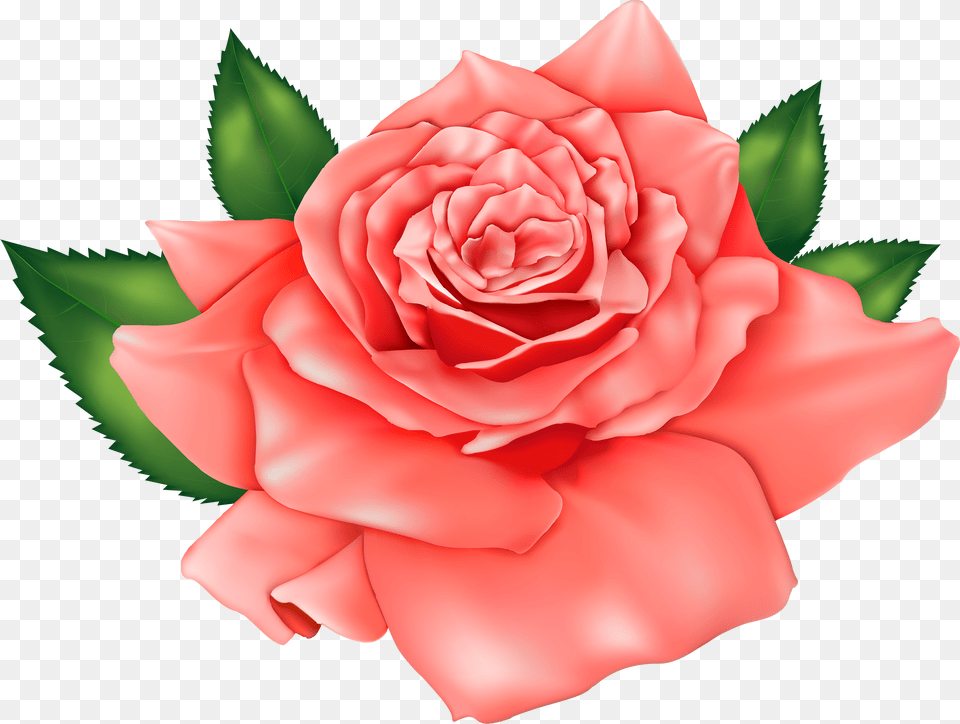 Pink Rose Clipart Peach Rose Pink Rose Clipart Free Png