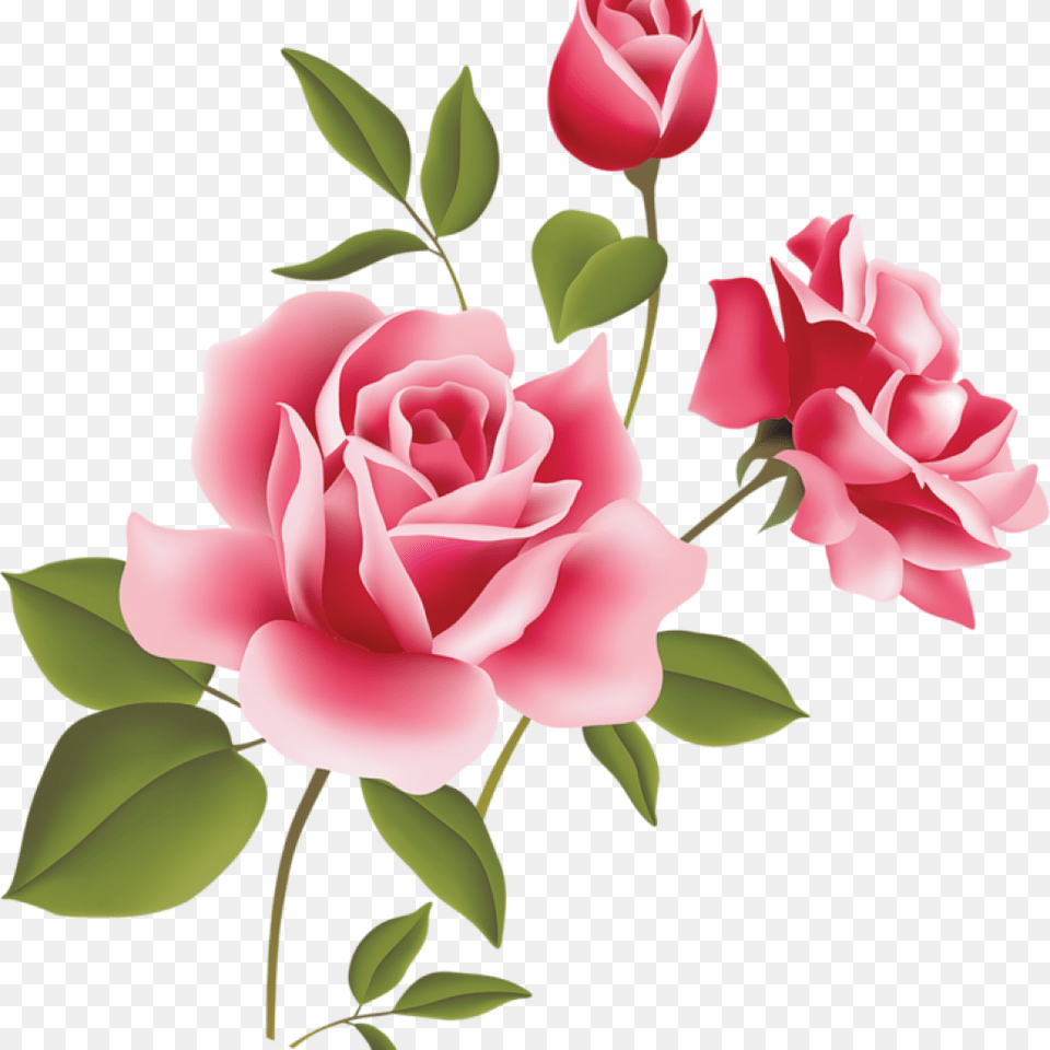 Pink Rose Clipart Pink Rose Art Picture Clipart Clipart Rose Pink Flower, Plant, Petal Png