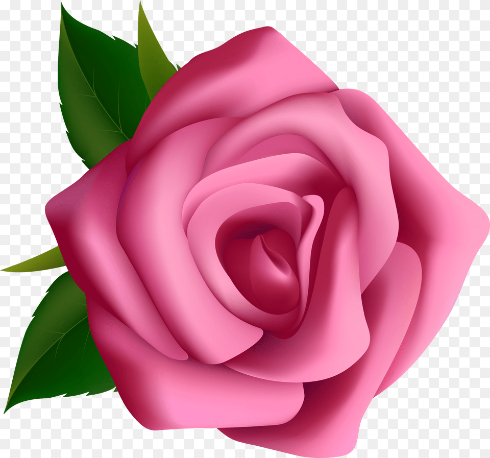 Pink Rose Clipart Pink Rose Clipart Free Transparent Png