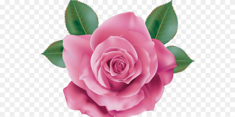 Pink Rose Clipart Realistic Transparent Background Pink Rose, Flower, Plant, Petal Free Png Download