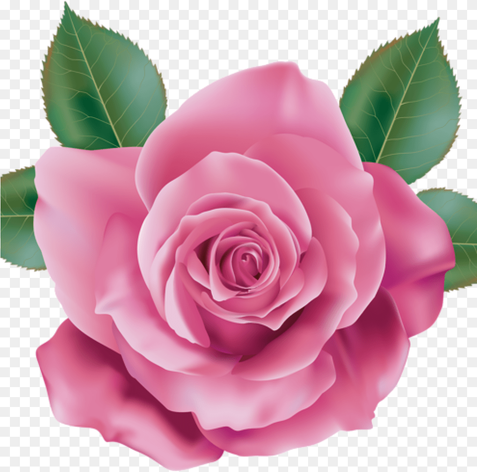 Pink Rose Clipart Rose Clipart Pink Rose Rose Pink Flower Design, Plant, Petal Png