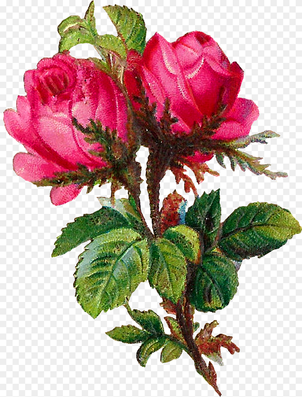 Pink Rose Clipart Scrapbook Rose, Plant, Leaf, Flower Arrangement, Flower Png