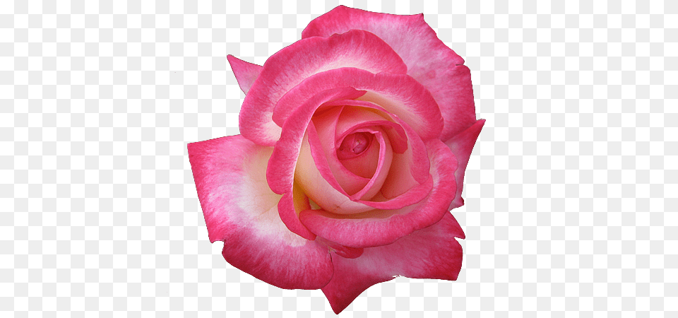 Pink Rose Clipart Transparent Happy Birthday Papa Jesus, Flower, Plant, Petal Png