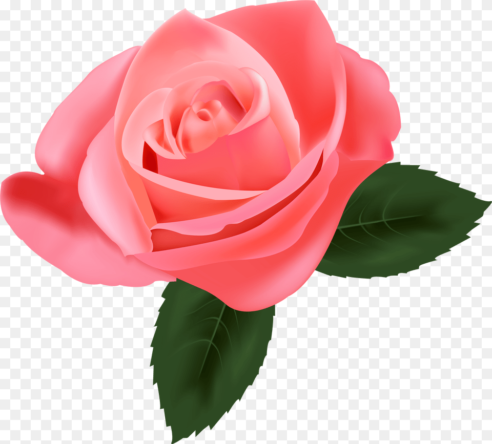 Pink Rose Clipart Transparent Pink Rose, Flower, Plant, Petal Free Png Download