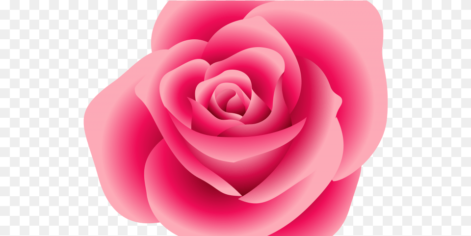 Pink Rose Clipart Vine Pink Flower Rose Clipart, Plant, Petal Free Png Download