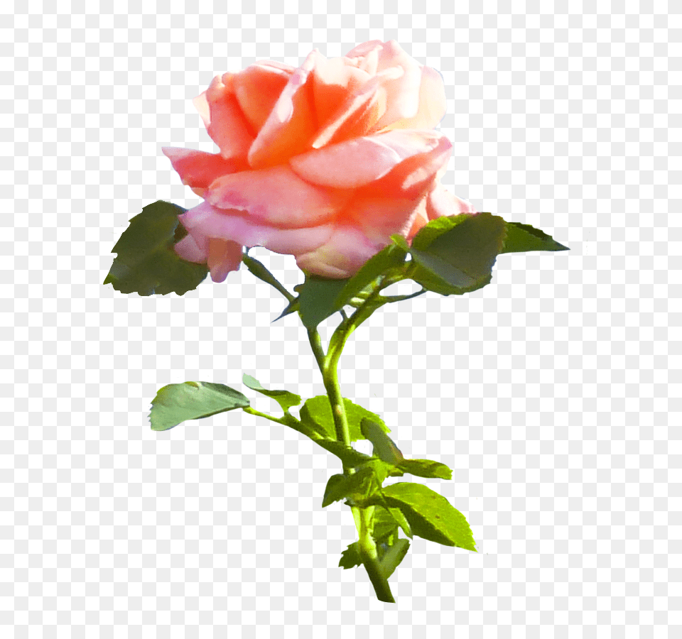 Pink Rose Clipart With Leaves, Flower, Plant, Petal Free Png