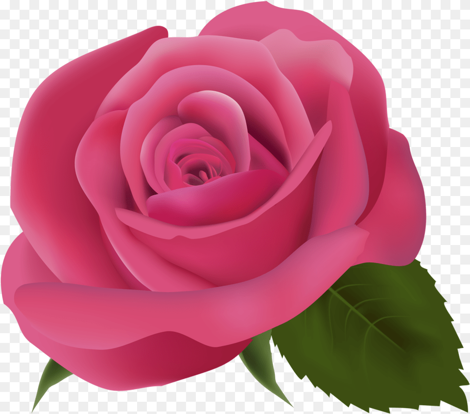 Pink Rose Clipartimage Transparent Background Pink Rose Transparent, Flower, Plant Free Png Download