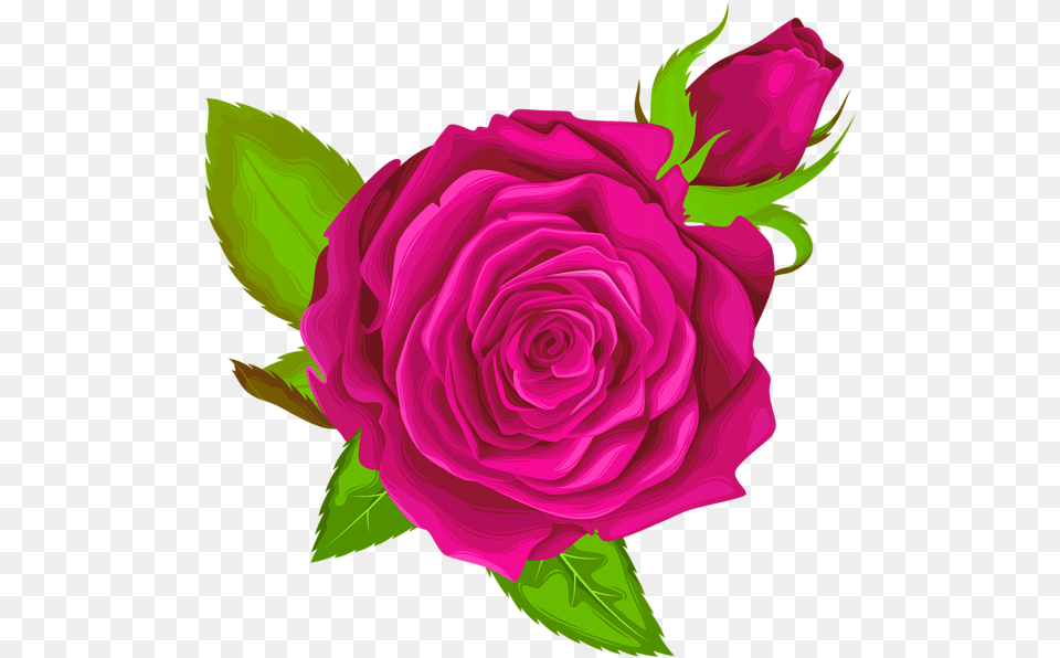 Pink Rose Decorative Clip Art Purple Rose Transparent, Flower, Plant Png Image