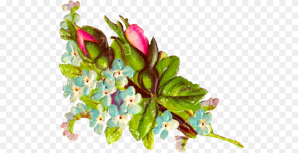 Pink Rose Digital Botanical Flower Images Flower Bouquet Hoary Stock, Sprout, Bud, Plant, Leaf Free Transparent Png