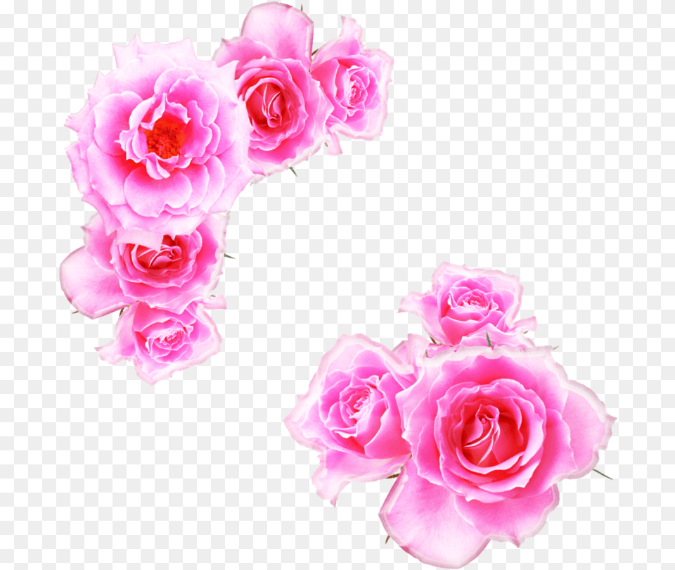 Pink Rose Bright Pink Flower, Petal, Plant Free Png Download