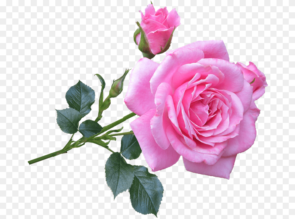 Pink Rose Download Clip Art Webcomicmsnet Good Morning Roses Images Hd, Flower, Plant Free Transparent Png