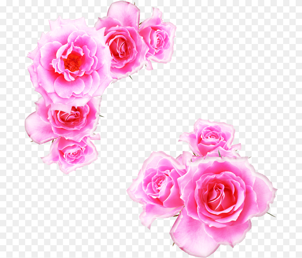 Pink Rose Download Kewra Water In Hindi, Flower, Petal, Plant Png Image
