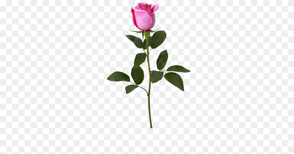 Pink Rose Download Transparent Image Garden Roses, Flower, Plant, Petal Free Png