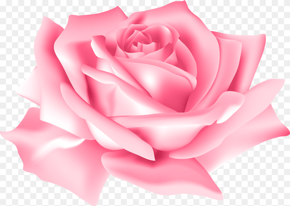 Pink Rose Flower Free Transparent Png