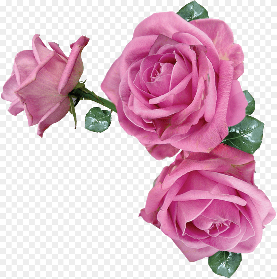Pink Rose Flower, Plant, Petal Free Png Download