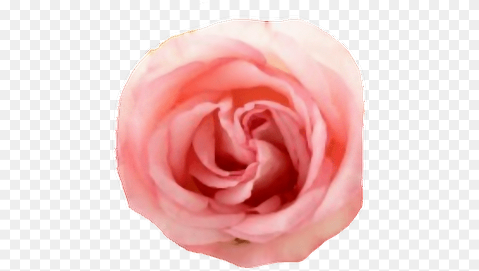 Pink Rose Flower Aesthetic Beautiful Roses Witte Roos Transparante Achtergrond, Petal, Plant Free Transparent Png