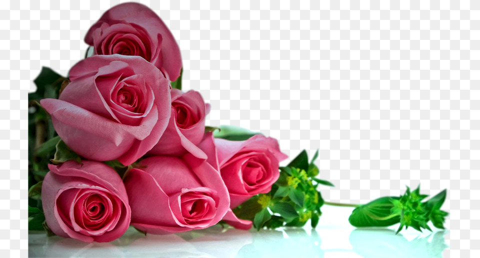 Pink Rose Flower Background Roses Background, Flower Arrangement, Flower Bouquet, Plant, Petal Free Transparent Png