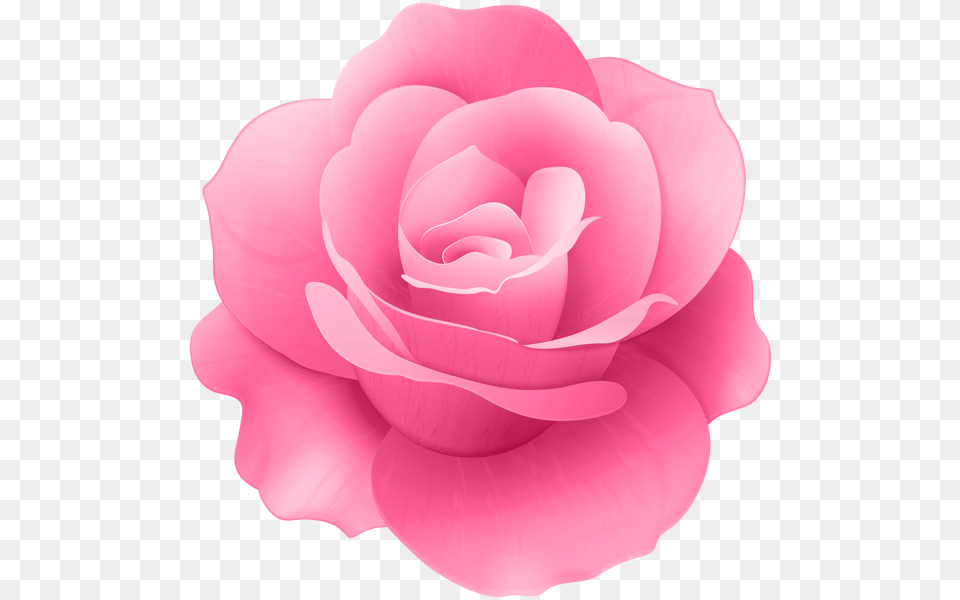 Pink Rose Flower Clip Art, Petal, Plant Free Transparent Png