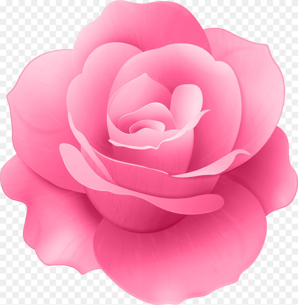 Pink Rose Flower Clip Art Image, Petal, Plant Png