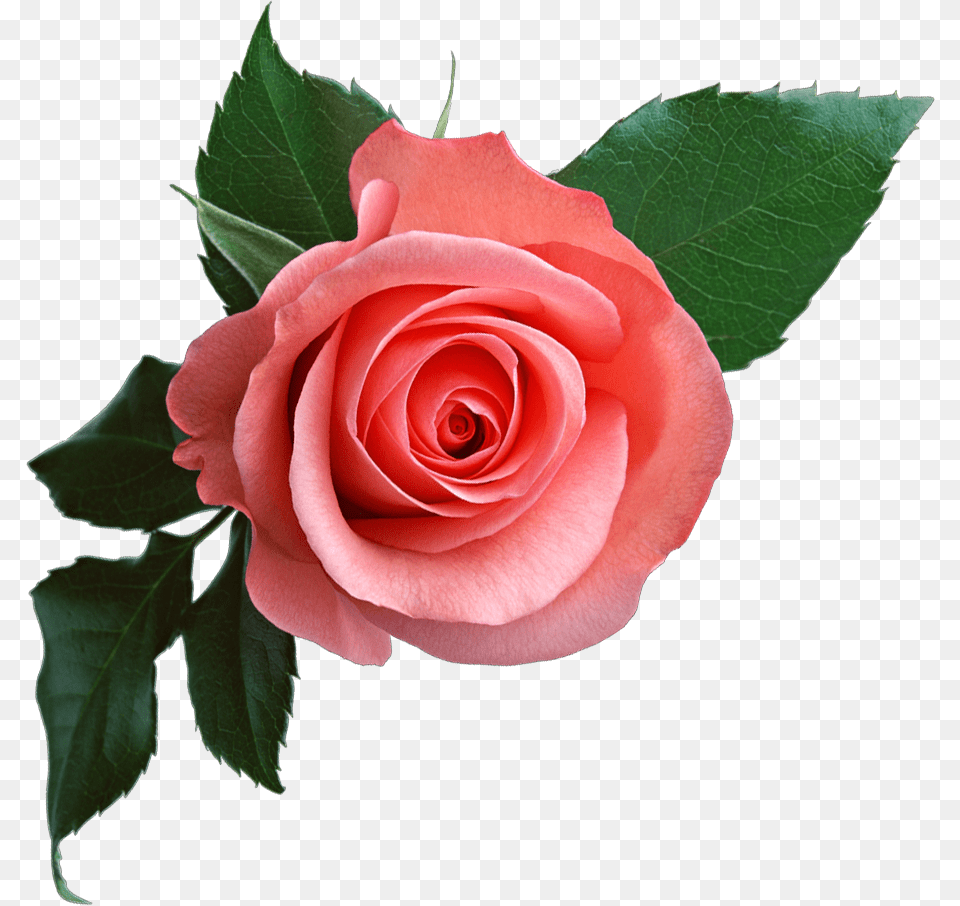 Pink Rose Flower Clipart, Plant Free Png Download