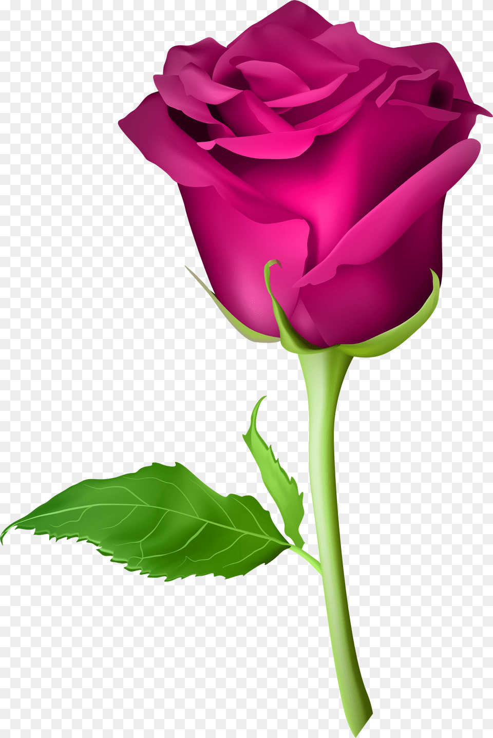 Pink Rose Flower Clipart Download, Plant Png