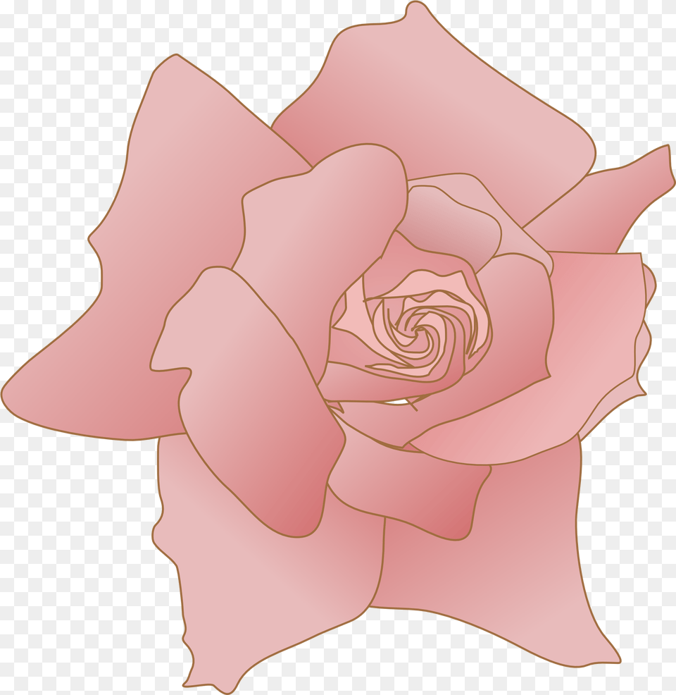 Pink Rose Flower Drawing Girly, Petal, Plant, Baby, Person Free Transparent Png