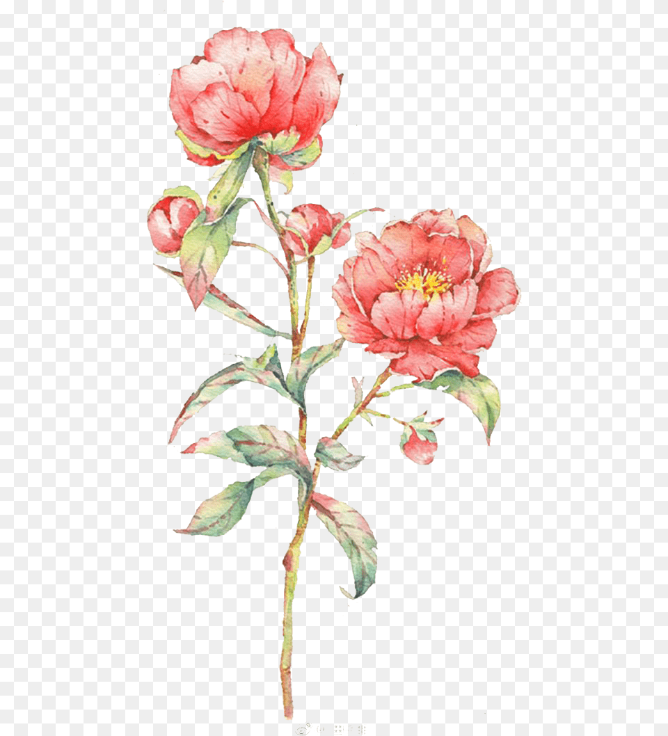 Pink Rose Flower Illustration Watercolor Flowers Pink Rose Flower Watercolor, Plant, Petal, Carnation, Peony Free Transparent Png