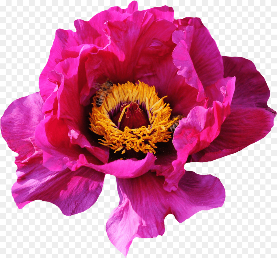Pink Rose Flower Image Pink Flower, Plant, Pollen, Petal, Peony Free Transparent Png