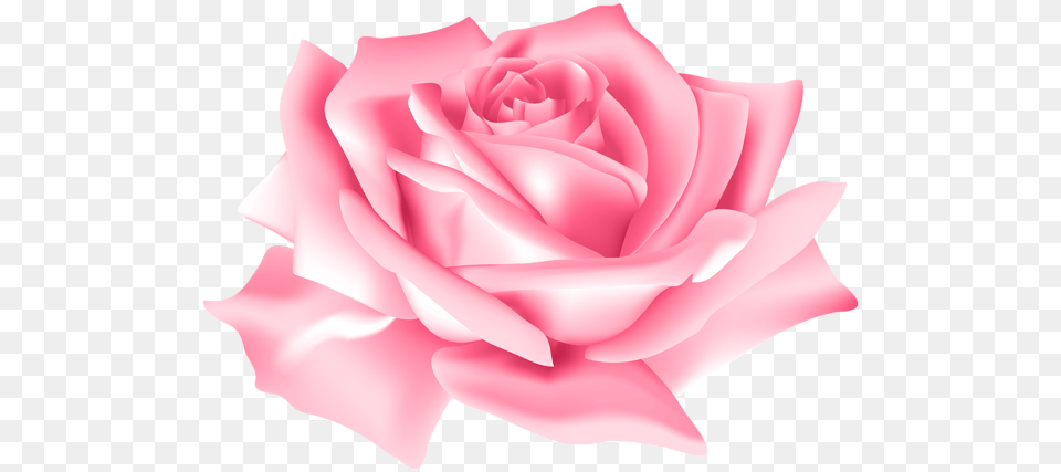 Pink Rose Flower Images, Petal, Plant Free Png
