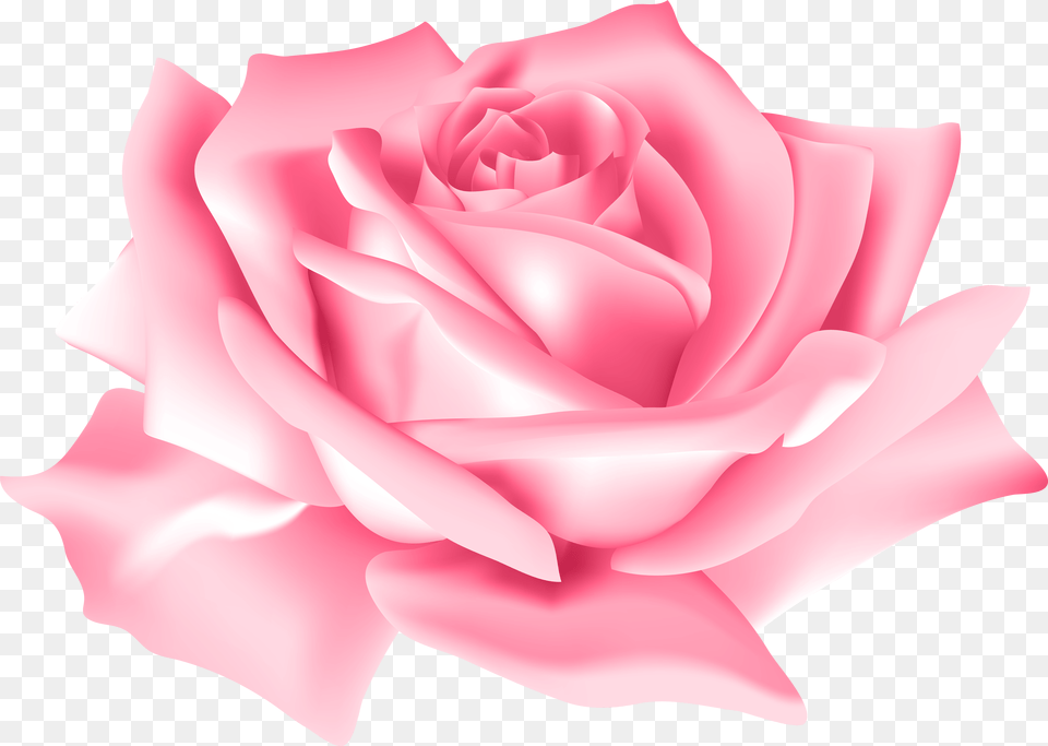 Pink Rose Flower Images Pink Rose Flower Clip Art Png Image