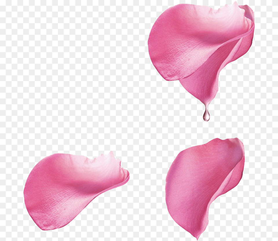 Pink Rose Flower Petals Pink Rose Petals, Petal, Plant Png Image