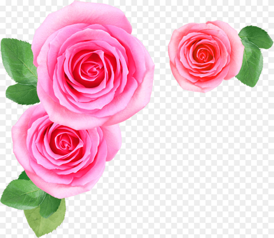 Pink Rose Flowers Download Searchpng Pink Flower, Plant, Petal Free Png