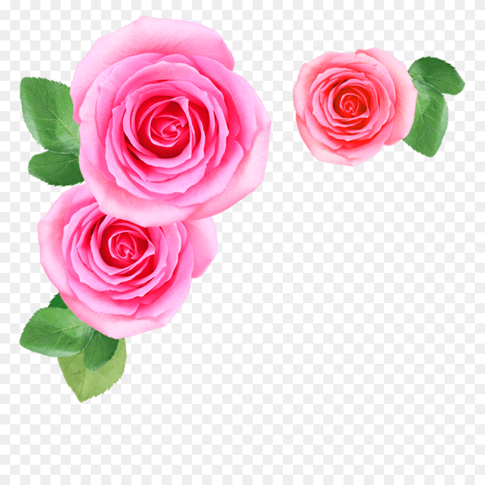 Pink Rose Flowers Image Flowers Image Download, Flower, Plant, Flower Arrangement, Flower Bouquet Free Png