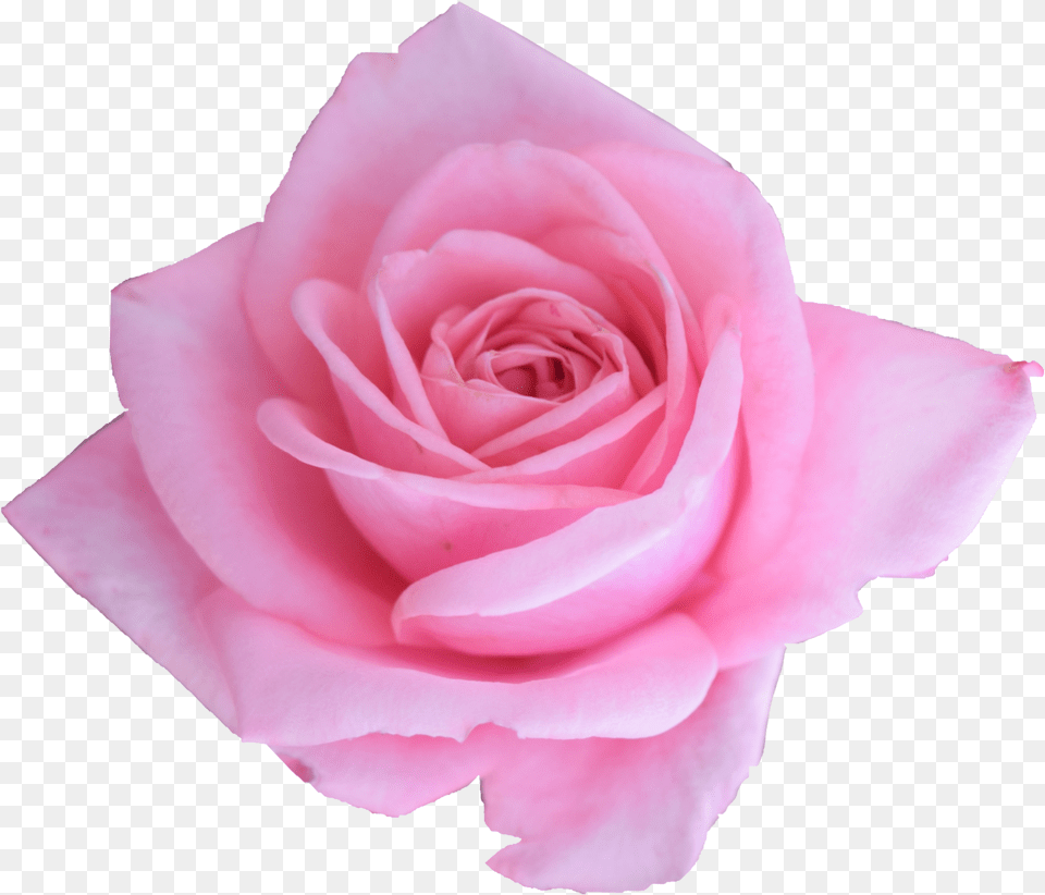 Pink Rose Garden Roses, Flower, Plant, Petal Free Png
